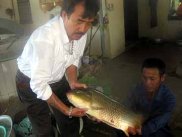 Cá chép lại 3 máu F1 của Singapore